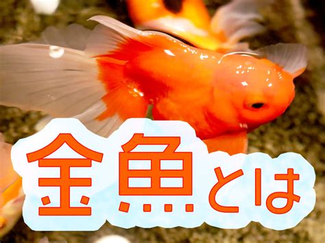 金色 魚|金魚とはどんな魚？特徴や種類、寿命、価格を紹介！。